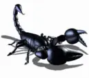 black scorpion