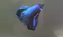 blue fish