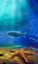ocean