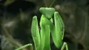 green insect