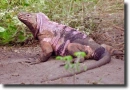 Pink leguan