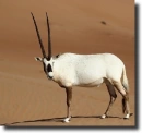 Oryx