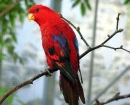 Red lory in the rain