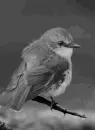 Grey bird