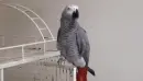 African grey parrot