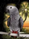 Grey parrot in the rain