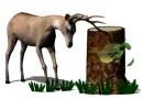 deer