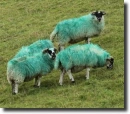 green sheeps