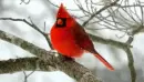 Cardinal
