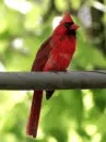 Cardinal