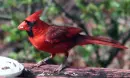 Cardinal