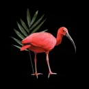 ibis