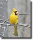 Yellow cardinal