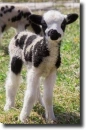 white-black sheep