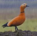 Vörös ásólúd
