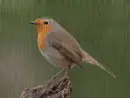 Vörösbegy