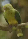 Fruit pigeon