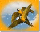 parrots