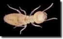White ant