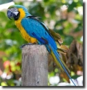 Yellow-blue ara