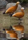 Vörös ásólúd