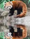 Red panda