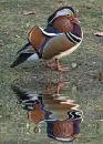 Mandarin duck