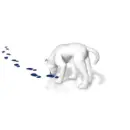 White dog