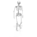 skeleton