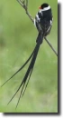 White-black bird