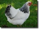 Hen