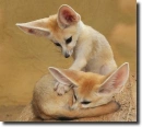 Fennec baby