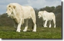 white lions