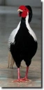 Pheasant