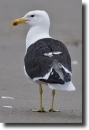 Sirály