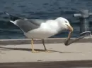 gull