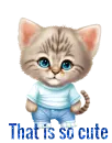 Kitten in clothes