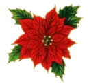 Poinsettia 
