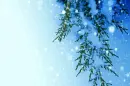 Winter Branch Wallpaper
