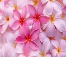 Pink Tropical Flower background