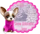 Chihuahua Puppy - Snow Adorable - Jane