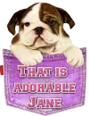 Cute puppy in a pocket - Jane
