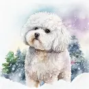Bichon Frise Watercolor Background