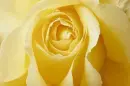 Yellow Flower