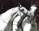 Horsie Kiss