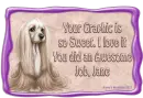 Afghan Dog - jane
