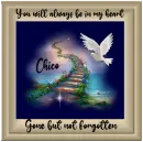 Gone but not forgotten - Chico