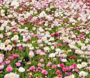 Spring Flowers Background