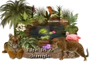 Life is a Jungle
