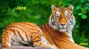 Jane- Tiger
